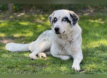 Snow, geb. ca. 06/2023, lebt auf einer Pflegestelle in 47652 Weeze