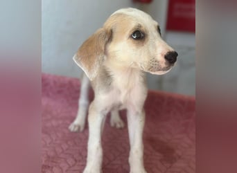 Ivy, geb. ca. 05/2026, lebt in GRIECHENLAND, im städt. Tierheim Serres