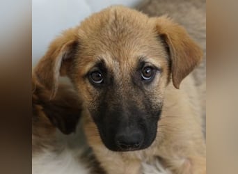 Anja, geb. ca. 12/2025, lebt in GRIECHENLAND, auf einer privaten Pflegestelle