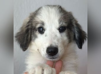 Paloma, geb. ca. 05/2026, lebt in GRIECHENLAND, im städt. Tierheim Serres