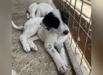 Sarah, geb. ca. 02/2026, lebt in GRIECHENLAND, im städt. Tierheim Serres