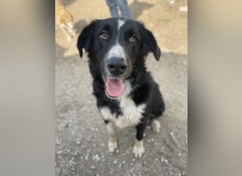 Meredith, geb. ca. 01/2022, lebt in GRIECHENLAND, auf einem Gelände, auf dem die Hunde notdürftig ve