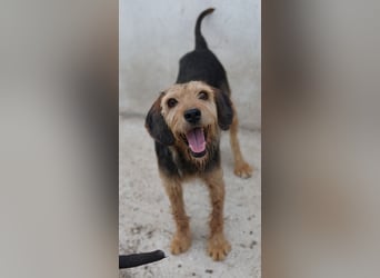 Yasko, geb. ca. 11/2022, lebt auf einer Pflegestelle in 44649 Herne