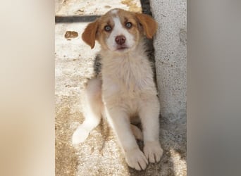 Josefine, geb. ca. 12/2025, lebt in GRIECHENLAND, im städt. Tierheim Serres