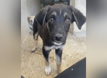 Elina, geb. ca. 03/2026, lebt in GRIECHENLAND, im städt. Tierheim Serres