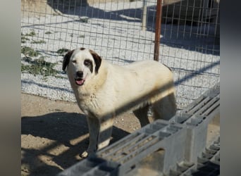 Benda, geb. ca. 06/2023, lebt in GRIECHENLAND, im städt. Tierheim Serres