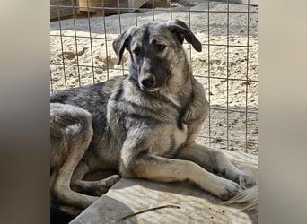 Nina Chuba, geb. ca. 02/2024, lebt in GRIECHENLAND, im städt. Tierheim Serres