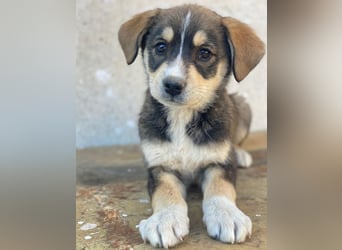 Sissy, geb. ca. 03/2026 , lebt in GRIECHENLAND, auf einer privaten Pflegestelle