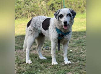 Snow, geb. ca. 06/2023, lebt auf einer Pflegestelle in 47652 Weeze