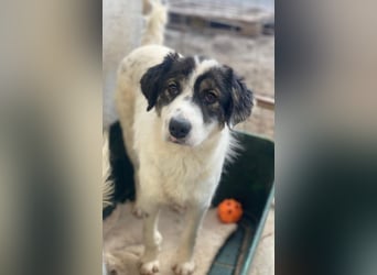 Majolika, geb. ca. 04/2025, lebt in GRIECHENLAND, im städt. Tierheim Serres