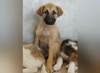 Anja, geb. ca. 12/2025, lebt in GRIECHENLAND, auf einer privaten Pflegestelle