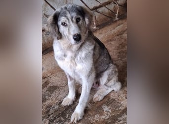 Taika, geb. ca. 07/2024, lebt in GRIECHENLAND, auf einer privaten Pflegestelle