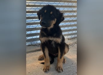 Philea-Noemi, geb. ca. 08/2025, lebt in GRIECHENLAND, im städt. Tierheim Serres