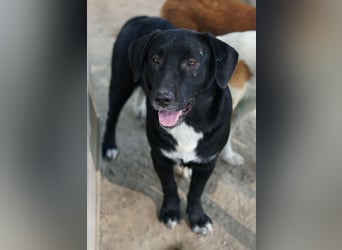 Ria, geb. ca. 10/2024, lebt in GRIECHENLAND, im städt. Tierheim Serres