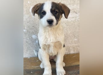 Yoko, geb. ca. 03/2026 , lebt in GRIECHENLAND, auf einer privaten Pflegestelle