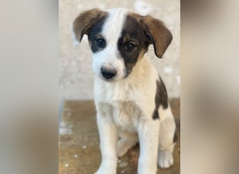 Yoko, geb. ca. 03/2026 , lebt in GRIECHENLAND, auf einer privaten Pflegestelle