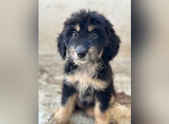 Ginger, geb. ca. 05/2026, lebt in GRIECHENLAND, im städt. Tierheim Serres