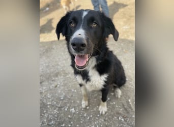 Meredith, geb. ca. 01/2022, lebt in GRIECHENLAND, auf einem Gelände, auf dem die Hunde notdürftig ve