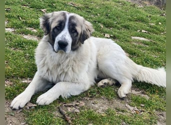 Chef, geb. ca. 07/2025, lebt in GRIECHENLAND, im städt. Tierheim Serres