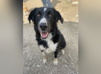 Meredith, geb. ca. 01/2022, lebt in GRIECHENLAND, auf einem Gelände, auf dem die Hunde notdürftig ve