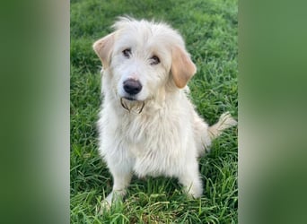 Arina, geb. ca. 10/2024, lebt in GRIECHENLAND, im städt. Tierheim Serres