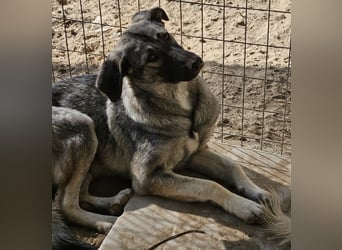 Nina Chuba, geb. ca. 02/2024, lebt in GRIECHENLAND, im städt. Tierheim Serres