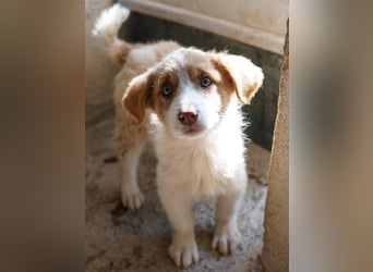 Josefine, geb. ca. 12/2025, lebt in GRIECHENLAND, im städt. Tierheim Serres