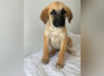 Cindy, geb. ca. 03/2026, lebt in GRIECHENLAND, im städt. Tierheim Serres
