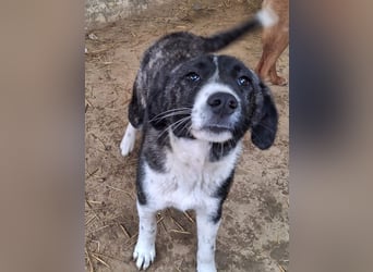 Tsuki, geb. ca. 04/2025, lebt in GRIECHENLAND, auf einer privaten Pflegestelle