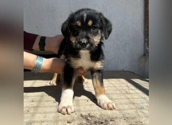Esmeralda, geb. ca. 02/2026, lebt in GRIECHENLAND, im städt. Tierheim Serres