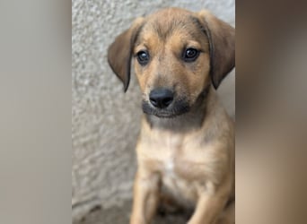 Tiana, geb. ca. 02/2026, lebt in GRIECHENLAND, im städt. Tierheim Serres