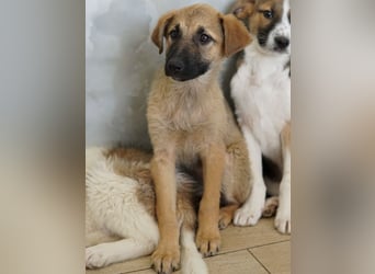 Anja, geb. ca. 12/2025, lebt in GRIECHENLAND, auf einer privaten Pflegestelle