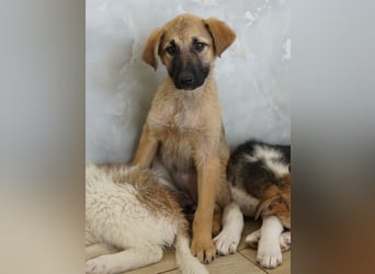 Anja, geb. ca. 12/2025, lebt in GRIECHENLAND, auf einer privaten Pflegestelle