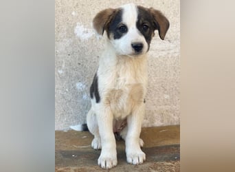 Yoko, geb. ca. 03/2026 , lebt in GRIECHENLAND, auf einer privaten Pflegestelle