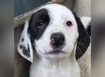 Dani, geb. ca. 02/2026, lebt in GRIECHENLAND, im städt. Tierheim Serres