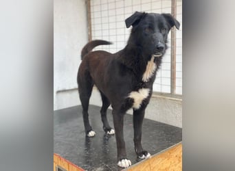 Glorietta, geb. ca. 07/2025, lebt in GRIECHENLAND, im städt. Tierheim Serres