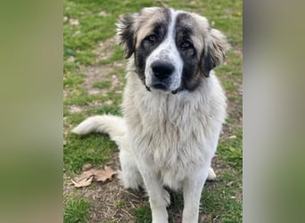 Chef, geb. ca. 07/2025, lebt in GRIECHENLAND, im städt. Tierheim Serres