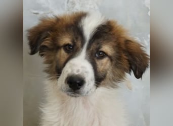 Vera, geb. ca. 12/2025, lebt in GRIECHENLAND, auf einer privaten Pflegestelle