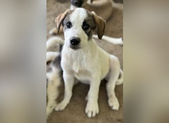 Zengo, geb. ca. 02/2025, lebt in GRIECHENLAND, auf einer privaten Pflegestelle