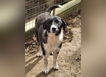 Tsuki, geb. ca. 04/2025, lebt in GRIECHENLAND, auf einer privaten Pflegestelle