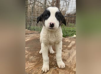 Hawaii, geb. ca. 11/2025, lebt in GRIECHENLAND, auf einer privaten Pflegestelle