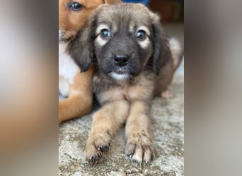 Harissa, geb. ca. 05/2026, lebt in GRIECHENLAND, im städt. Tierheim Serres