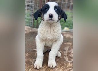 Hawaii, geb. ca. 11/2025, lebt in GRIECHENLAND, auf einer privaten Pflegestelle