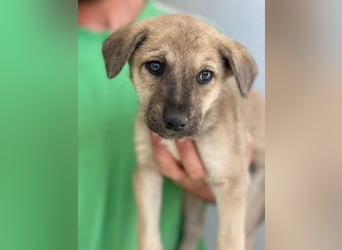 Nessarose, geb. ca. 08/2025, lebt in GRIECHENLAND, im städt. Tierheim Serres