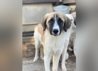 Dinka, geb. ca. 04/2025, lebt in GRIECHENLAND, im städt. Tierheim Serres