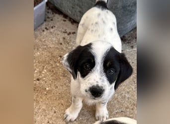 Sarah, geb. ca. 02/2026, lebt in GRIECHENLAND, im städt. Tierheim Serres