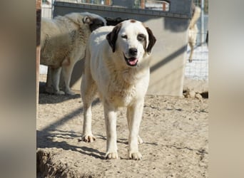 Benda, geb. ca. 06/2023, lebt in GRIECHENLAND, im städt. Tierheim Serres