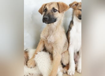 Anja, geb. ca. 12/2025, lebt in GRIECHENLAND, auf einer privaten Pflegestelle