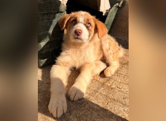 Josefine, geb. ca. 12/2025, lebt in GRIECHENLAND, im städt. Tierheim Serres