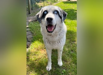 Snow, geb. ca. 06/2023, lebt auf einer Pflegestelle in 47652 Weeze